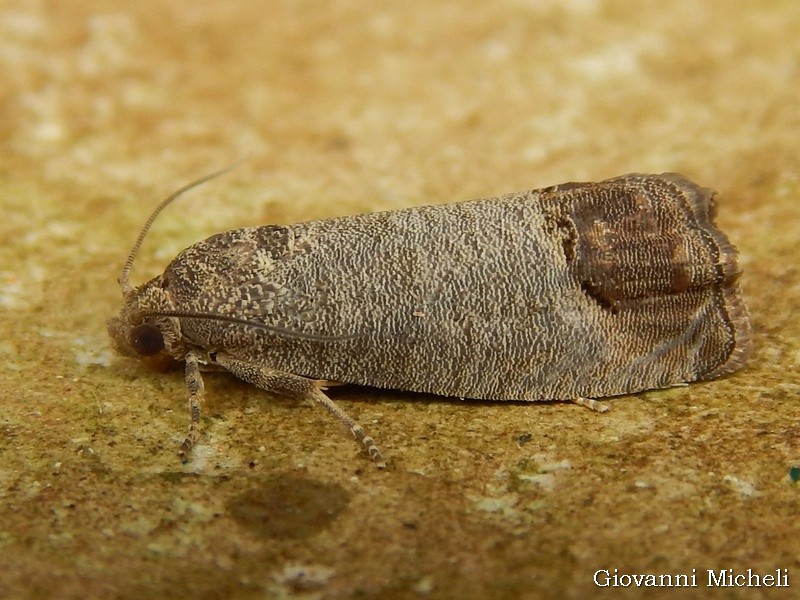 Tortricidae da identificare